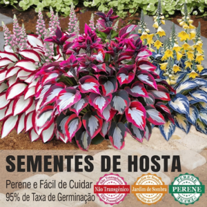 Sementes de Hosta raras em várias cores🌿 para jardins exuberantes em áreas sombreadas💖 (Somente HOJE!)🔥